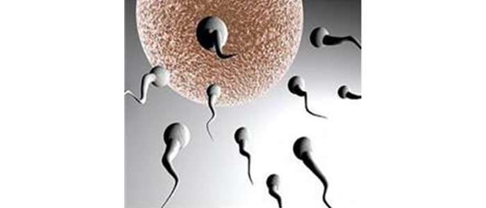 plastik-sperm-sayisini-azaltiyor