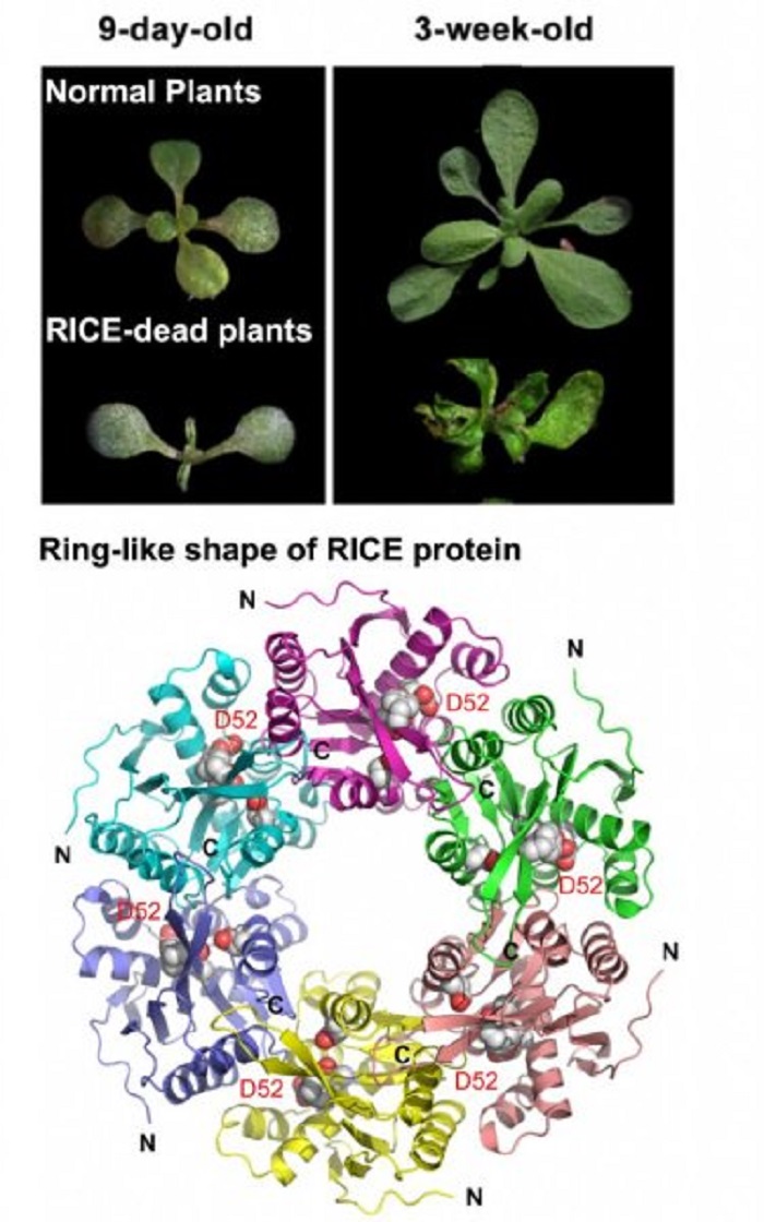 Bitki Gelişimini Etkileyen İki Yeni Protein Keşfedildi