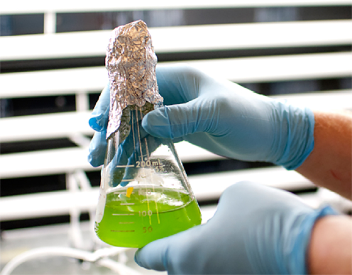 Biyoyakıtların Gelişmesini Sağlayacak Alg Yetiştirme Tekniği