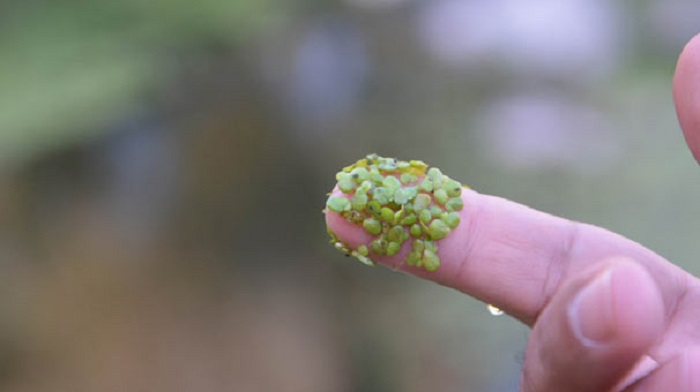 Dünyanın En Küçük Bitkisi, Zehir Akan Dereleri Temizliyor