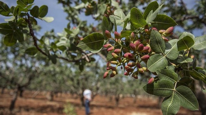 Antep Fıstığının Kabuğu için İlaç Çalışması